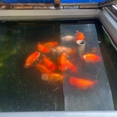 協会系らんちゅう　二歳魚