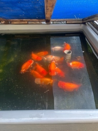 協会系らんちゅう　二歳魚