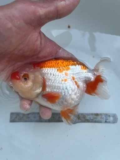 協会系らんちゅう　二歳魚