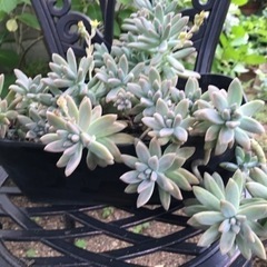 多肉植物鉢植え