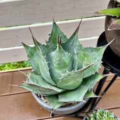 Agave parrasna アガベ　パラサナ子株　抜き苗