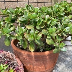 決まりました　お金のなる木　ガーデニング　3本 の画像