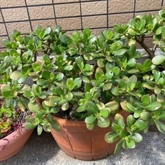 決まりました　お金のなる木　ガーデニング　3本 の画像