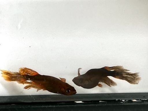 ⭐️お譲り先決定‼️五式　陽　1ペア