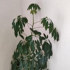 カポック 観葉植物の画像