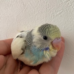 セキセイインコ里親様募集（有償）【決まりました！】