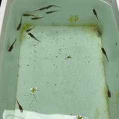 メダカmix(本日限定)の画像