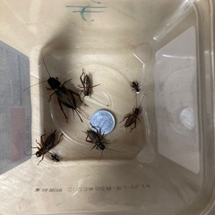 活餌　生餌　コオロギ　１匹５円　１０匹～１５０匹