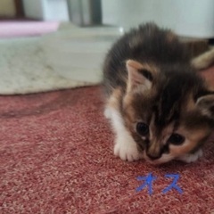 【お話中、一旦募集を停止させていただきます】かわいい子猫ちゃん生...