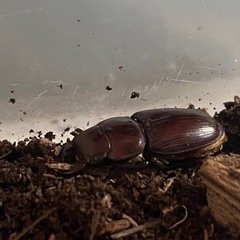 オオクワガタのメスとケース昆虫ゼリー