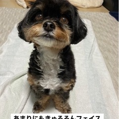 【経験者】小型犬をおうちに迎えるために必要なことを教えます。【準...