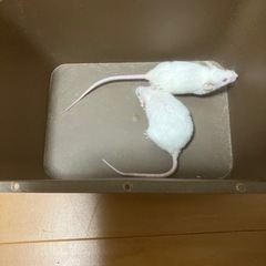 ハツカネズミ