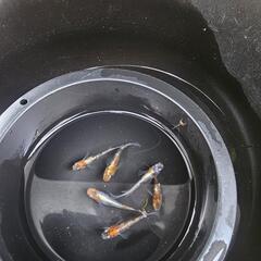 メダカ　三色体外光