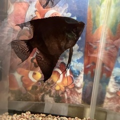熱帯魚ブラックエンジェルフィッシュ