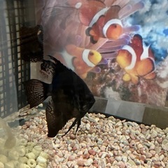 熱帯魚ブラックエンジェルフィッシュ
