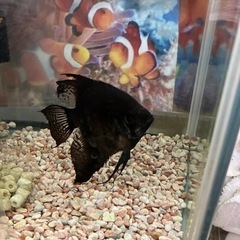 熱帯魚ブラックエンジェルフィッシュ
の画像