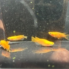 半額！めだか１ペアから２ペアの画像