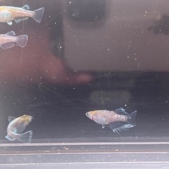 半額！めだか１ペアから２ペアの画像