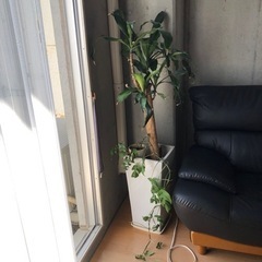 観葉植物