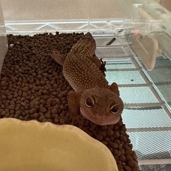 レオパ　　　