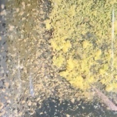 オオミジンコの画像