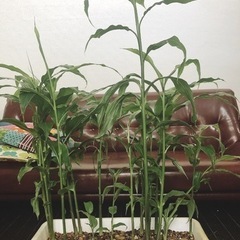 【決定しました】ミョウガ　プランター②の画像