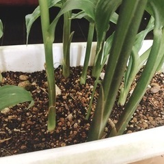 【決定しました】ミョウガ　プランター②の画像