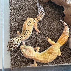 レオパ里親さん探しています。