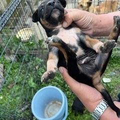 ①里親さん決定…🙇‍♀️子犬