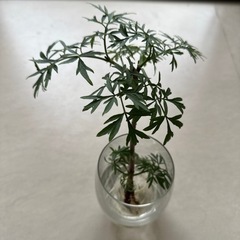 生活雑貨 家庭用品 ガーデニング