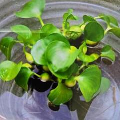 浮草など譲って頂きたいてす。