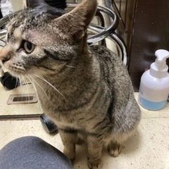 活発で人懐っこい男の子　一才 - 印西市