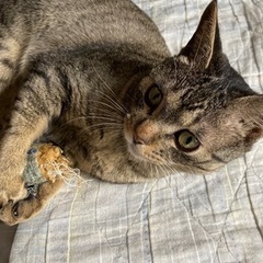 活発で人懐っこい男の子　一才