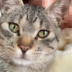 活発で人懐っこい男の子　一才 - 猫
