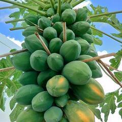 パパイヤ 生種 発芽率95%以上の画像