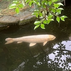 錦鯉　里親募集