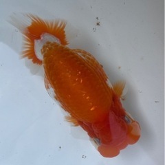 協会系らんちゅう  6年度-当歳魚新仔