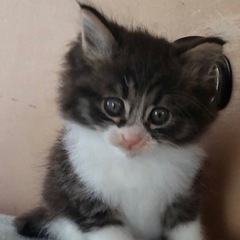 生後1ヶ月半の子猫の里親さん募集しています‼️うう男の子