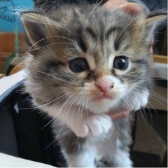 生後1ヶ月半の子猫の里親さん募集しています‼️こう男の子