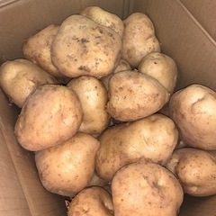 世界一甘いトウモロコシと獲れたて野菜のセット（2）の画像