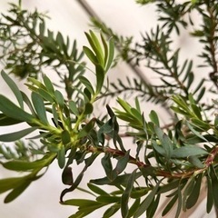 大株 リューカデンドロン 植栽 ガーデニング 鉢植え オージープランツ 植物 ネイティブプランツの画像