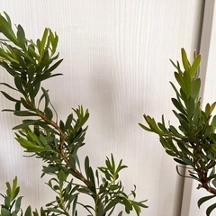大株 リューカデンドロン 植栽 ガーデニング 鉢植え オージープランツ 植物 ネイティブプランツの画像