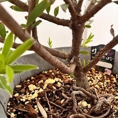 大株 リューカデンドロン 植栽 ガーデニング 鉢植え オージープランツ 植物 ネイティブプランツの画像