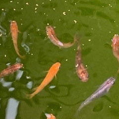 三色系メダカ　