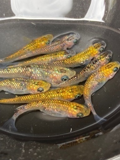メダカ　サボラメ卵　30個以上