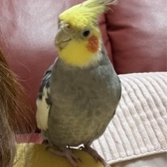 迷子のオカメインコ