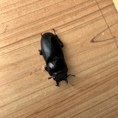 【値下げ/特大64mm】ゲルツルードノコギリクワガタ　ペアの画像