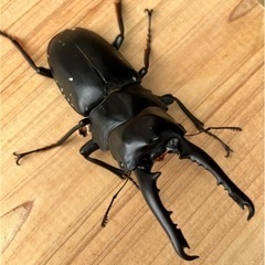 【値下げ/特大64mm】ゲルツルードノコギリクワガタ　ペア