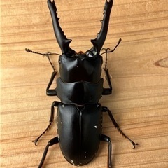 【値下げ/特大64mm】ゲルツルードノコギリクワガタ　ペアの画像