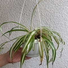 オリヅルラン　観葉植物🪴